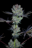 Wondermelon_Feminized_Simply_Watermelon_x_Peanut_Butter_Breath_3Thirteen_Seeds_HydroRed_1_resi...png