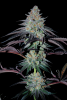 Blooze_Traveler_Feminized_Blueberry_Hashplant_x_Peanut_Butter_Breath_3Thirteen_Seeds_HydroRed_...png