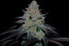 Blooze_Traveler_Feminized_Blueberry_Hashplant_x_Peanut_Butter_Breath_3Thirteen_Seeds_HydroRed_...png