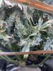 IMG_3199.jpeg