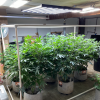 phlizon_led_grow_light (1).png