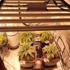 phlizon_led_grow_light (3).jpg