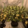 4430523_grow-journal-by-timmy2tapsseedsmanalaskan-purple_m.jpg