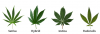 Types-of-Cannabis-leaves.png