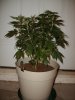 Permafrost (Bushess Maximuss)-Day 14 of Flowering..jpg