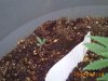 other seedling 5 days (Medium).JPG