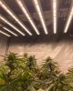 Phlizon_phb10d_800w_led_grow_light (1).jpg