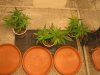 GC May 16 2023 3 clones topview grow.jpg