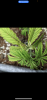 FC12E1B6-6907-45B8-87E4-1CAEBB206FEC.png