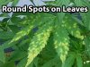 leaf-septoria-cannabis.jpg