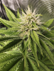 Limed Orange (black lime bubba x mac stomper) stretch pheno 02.png