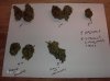 cannapics 001.jpg