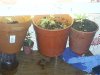 potted on dpand ice 015.jpg