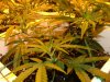 2nd Grow Week 3 day 5 008.jpg