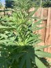 IMG_2712.jpeg
