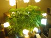 073 - Aug 17 - 42nd day - 4th day of flowering.jpg
