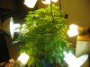 074 - Aug 17 - 42nd day - 4th day of flowering.jpg