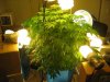 075 - Aug 17 - 42nd day - 4th day of flowering.jpg
