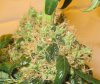 new bud pics 003.jpg