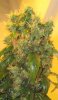 new bud pics 004.jpg