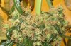 new bud pics 005.jpg