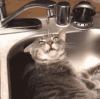 thirsty-drinking-from-faucet.gif