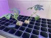 THC Bomb-CLONES_08_18_2023_01.jpg