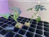 THC Bomb-CLONES_08_18_2023_02.jpg