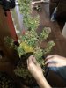 IMG_0340.jpeg