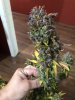 IMG_0339.jpeg