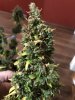 IMG_0338.jpeg