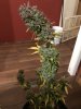 IMG_0336.jpeg