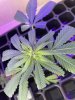 THC Bomb-CLONES_08_25_2023_03.jpg