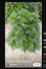 Screenshot 2023-09-06 at 09-32-34 Marigold in Only River Sand #gardening - YouTube.png