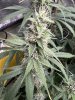 IMG_7962.jpeg
