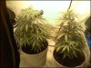 Sativa and Indica sisters hand in hand.jpg