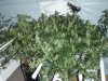 right rack night pics ...2 plants cept for taht bucket on side .....they monstrous.JPG