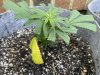 THC Bomb-CLONES_08_30_2023_02.jpg