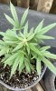 THC Bomb-CLONES_09_29_2023_06a.jpg