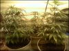 Baby Forest   8 22.jpg