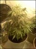 Big Sativa Girl   8  22.jpg