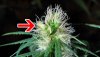 marijuana-hermie-banana-on-bud-with-pistils.jpg