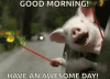 funny-babe-pig-good-morning-0h34ouz5v34kqtc4.gif