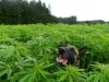 dog weed.jpg