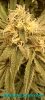 received_357958836700269.jpeg