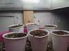 week2_seedlings1.jpg