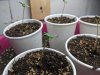 week2_seedlings2.jpg