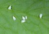 whiteflies-whitefly-whiteflies-on-leaf-shutterstock-com_15881.jpg