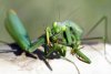 praying-mantis-eating-males-head.jpg