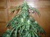 santana507-albums-first-grow-picture77276-p1160254.jpg